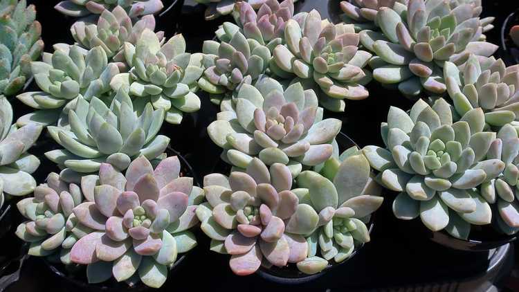 You are currently viewing Informations sur Sedeveria 'Lilac Mist' – En savoir plus sur l'entretien des plantes Lilac Mist