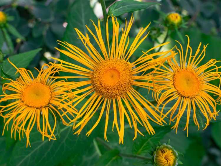 Lire la suite à propos de l’article Entretien des plantes Inula : apprenez à cultiver des plantes Inula