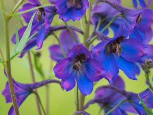 Lire la suite à propos de l’article Des plantes irisées qui illumineront votre jardin