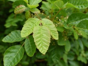 Lire la suite à propos de l’article Irritants des plantes de jardin : quelles plantes irritent la peau et comment les éviter