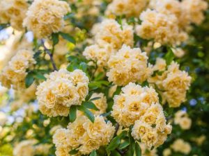 Lire la suite à propos de l’article Plantes jaunes douces pour un jardin pastel ensoleillé