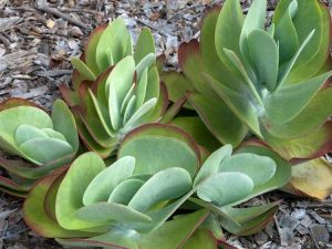 Lire la suite à propos de l’article Kalanchoe Care – Conseils sur la façon de cultiver des plantes Kalanchoe