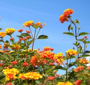 Lire la suite à propos de l’article Taille des Lantanas – Comment tailler les plantes de Lantana