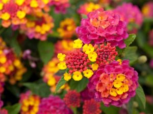 Lire la suite à propos de l’article Comment propager le Lantana : Apprenez à faire pousser du Lantana à partir de boutures et de graines