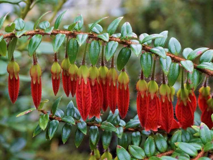 Lire la suite à propos de l’article Qu'est-ce qu'une lanterne himalayenne – Conseils sur l'entretien des plantes de lanterne himalayenne