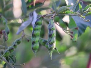 Lire la suite à propos de l’article Plantes légumineuses populaires : quels sont les différents types de légumineuses