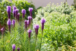 Lire la suite à propos de l’article Informations sur la plantation de Liatris : Comment faire pousser du Liatris Blazing Star