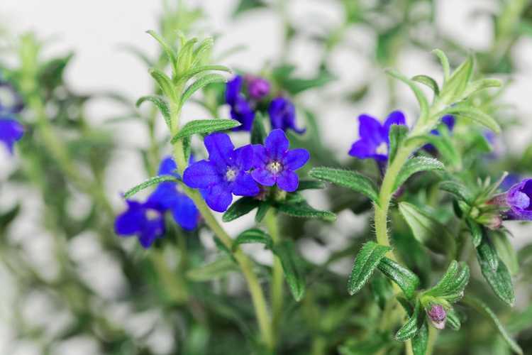 You are currently viewing Taille de Lithodora: Quand et comment tailler les plantes de Lithodora