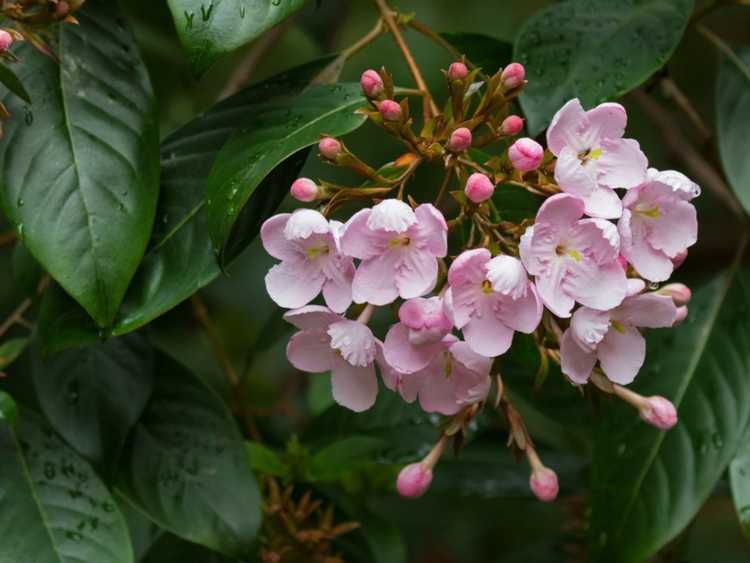 You are currently viewing Prendre soin des plantes de Luculia : apprenez à cultiver du Luculia