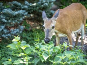 Lire la suite à propos de l’article Fleurs d'ombre à l'épreuve des cerfs : choisir des fleurs résistantes aux cerfs pour l'ombre