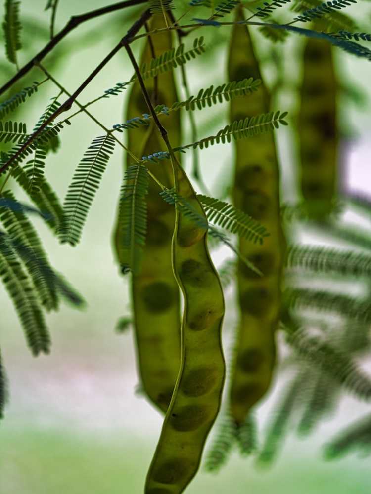 You are currently viewing Semer des graines de mesquite : comment et quand planter des graines de mesquite