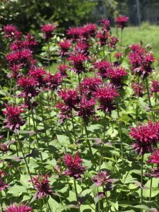 Lire la suite à propos de l’article Le baume d'abeille est-il envahissant : conseils pour contrôler les plantes Monarda