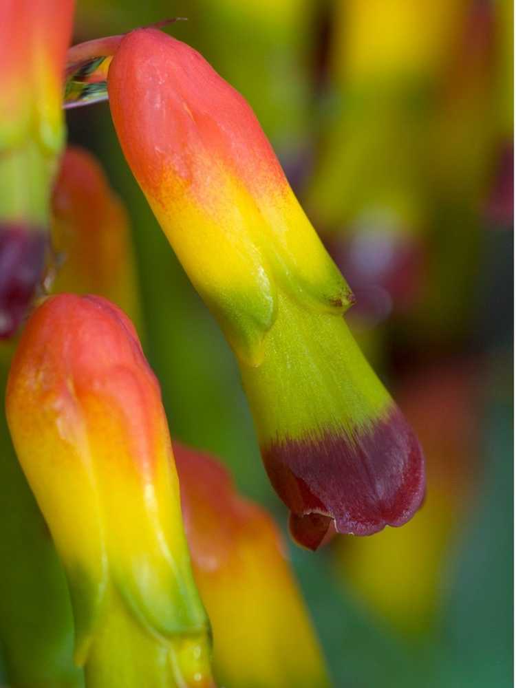 You are currently viewing Informations sur les fleurs de Cape Cowslips : En savoir plus sur l'entretien des plantes de Lachenalia