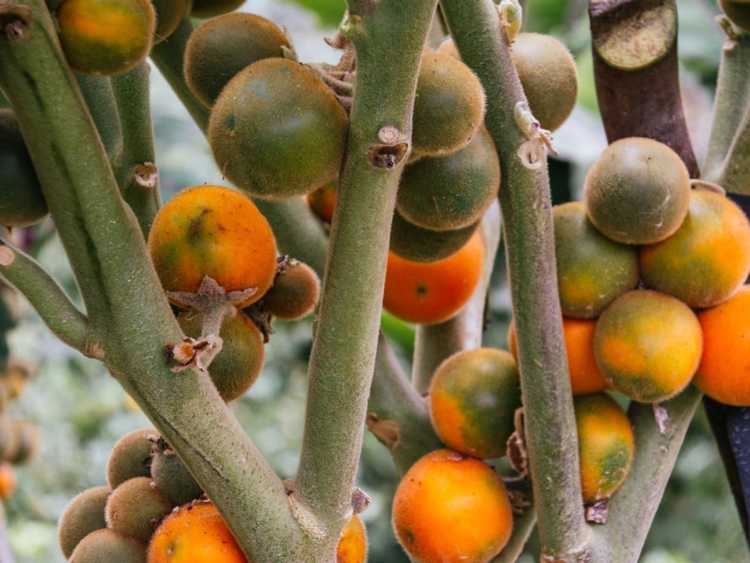 You are currently viewing Plantes de Naranjilla – Informations et soins sur la culture de Naranjilla