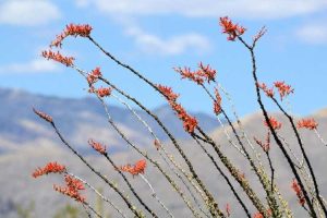 Lire la suite à propos de l’article Propagation des plantes Ocotillo – Comment propager des plantes Ocotillo