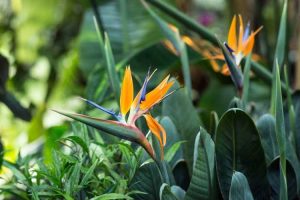 Lire la suite à propos de l’article Nourrir les plantes Bird Of Paradise – Comment fertiliser les plantes Bird Of Paradise