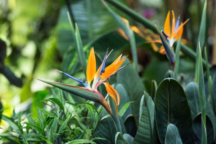 You are currently viewing Nourrir les plantes Bird Of Paradise – Comment fertiliser les plantes Bird Of Paradise