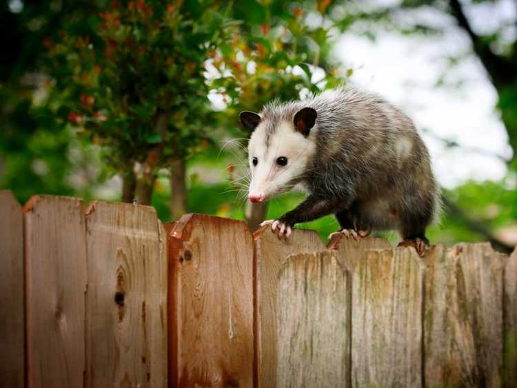 You are currently viewing Que mangent les opossums dans le jardin ?