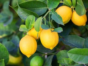 Lire la suite à propos de l’article Plantes qui sentent le citron