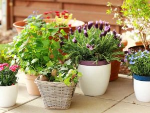 Lire la suite à propos de l’article Plantes parfumées pour pots et petits espaces