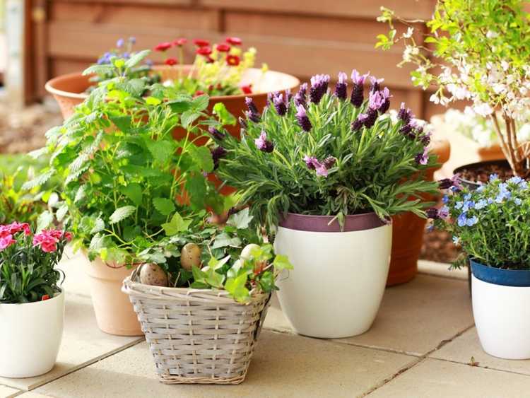 You are currently viewing Plantes parfumées pour pots et petits espaces