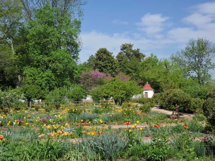 Lire la suite à propos de l’article Cultivez des graines anciennes de Monticello et Mount Vernon