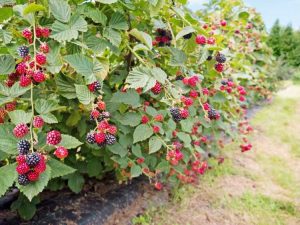 Lire la suite à propos de l’article Plantes persistantes : découvrez les variétés de fruits persistantes