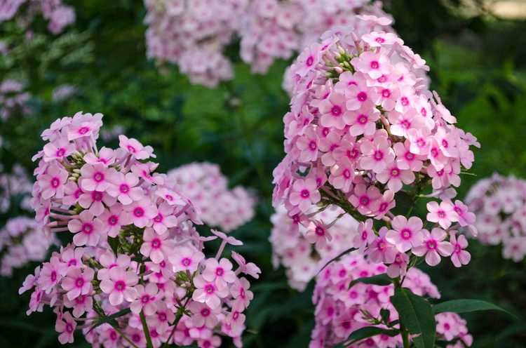 You are currently viewing Diviser les plantes Phlox – Apprenez à diviser Phlox dans le jardin