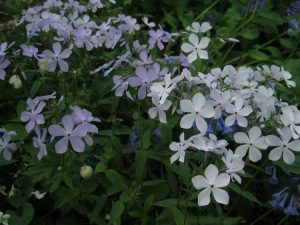 Lire la suite à propos de l’article Prendre soin des fleurs de Phlox des bois : comment faire pousser des plantes de Phlox des bois