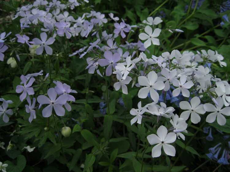 You are currently viewing Prendre soin des fleurs de Phlox des bois : comment faire pousser des plantes de Phlox des bois