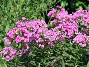 Lire la suite à propos de l’article Phlox a-t-il besoin d'une tête morte : en savoir plus sur les plantes Phlox mortes