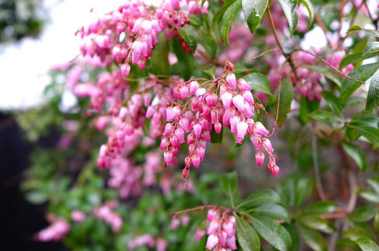 You are currently viewing Propagation des plantes Pieris: comment propager les plantes Pieris dans le paysage