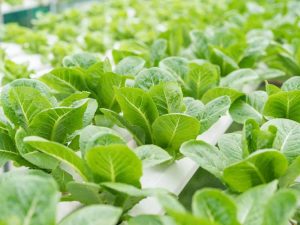 Lire la suite à propos de l’article Meilleures cultures pour la culture hydroponique : cultiver la culture hydroponique végétarienne à la maison