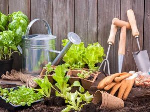 Lire la suite à propos de l’article Guide du jardinage pour débutants : comment débuter dans le jardinage