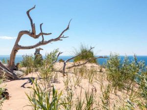 Lire la suite à propos de l’article Plantes communes trouvées sur les dunes de sable