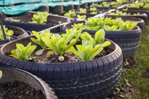 Lire la suite à propos de l’article Plantation de pneus dans le jardin : les pneus sont-ils de bons planteurs pour les produits comestibles