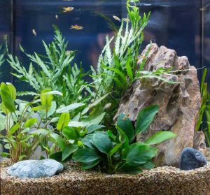 Lire la suite à propos de l’article Plantes d'aquarium terrestres : pouvez-vous faire pousser des plantes de jardin dans un aquarium