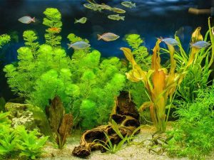 Lire la suite à propos de l’article Plante d'aquarium Comment : Types de plantes pouvant être utilisées dans un aquarium