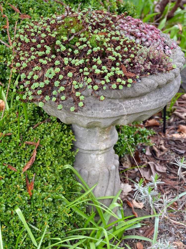 You are currently viewing Idées de jardinières pour bains d'oiseaux – Comment fabriquer une jardinière pour bains d'oiseaux