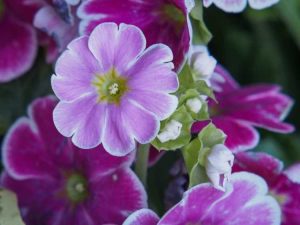 Lire la suite à propos de l’article Informations sur la primevère allemande : conseils pour prendre soin des plantes de Primula Obonica