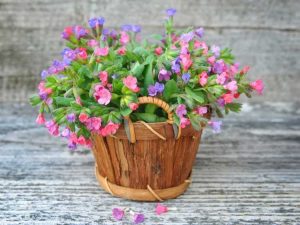 Lire la suite à propos de l’article Cultiver de la Pulmonaria à l'intérieur : prendre soin des plantes de pulmonaire d'intérieur