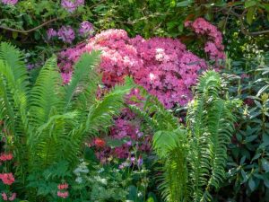 Lire la suite à propos de l’article Plantes de bordure qui aiment l'ombre : choisir des plantes pour les bordures ombragées