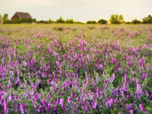 Lire la suite à propos de l’article Cultivez des plantes qui améliorent le sol