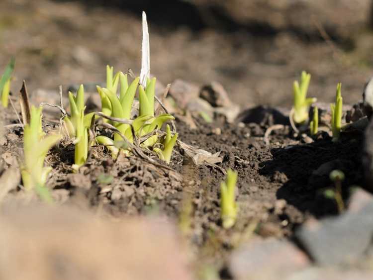 Lire la suite à propos de l’article Ce qui fait pousser les plantes : les besoins de croissance des plantes