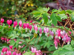 Lire la suite à propos de l’article Plantation de rhizomes à cœur saignant – Comment faire pousser des tubercules à cœur saignant