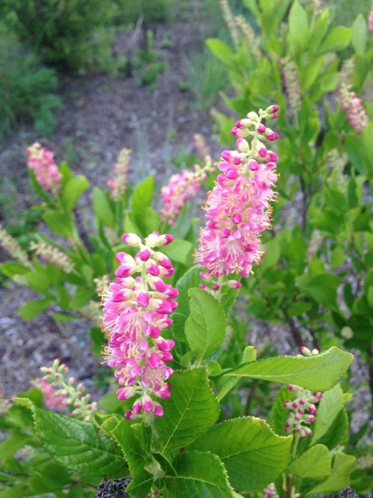 You are currently viewing Hardy Summersweet: Comment faire pousser Clethra Alnifolia