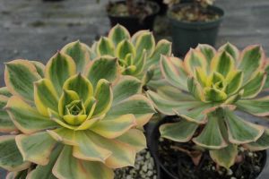 Lire la suite à propos de l’article Cultiver des Aeoniums – En savoir plus sur l'entretien des plantes Aeonium