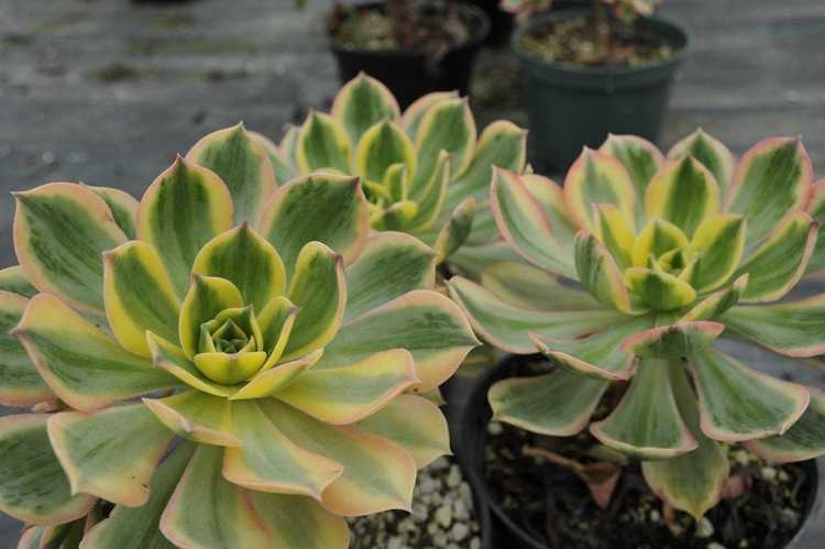 You are currently viewing Cultiver des Aeoniums – En savoir plus sur l'entretien des plantes Aeonium