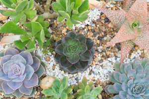 Lire la suite à propos de l’article Jardin de succulentes du sud-ouest : période de plantation des plantes succulentes du désert