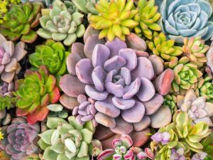 Lire la suite à propos de l’article Plantes succulentes colorées – Cultiver des plantes succulentes pour la couleur